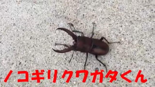 ノコギリクワガタ